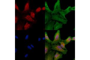 ABIN6257697 and ABIN6274266 staining  cells by IF/ICC. (CLK1 antibody  (N-Term))