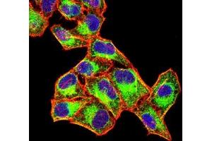 Immunofluorescence analysis of Hela cells using FGL1 mouse mAb (green). (FGL1 antibody  (AA 23-312))