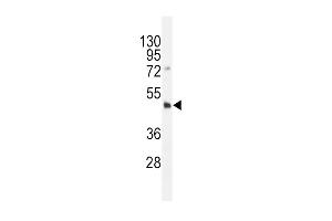 Dnmt3L- (ABIN387892 and ABIN2844125) western blot analysis in HL-60 cell line lysates (35 μg/lane). (DNMT3L antibody  (C-Term))