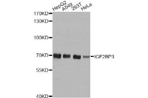 Western blot analysis of extracts of various cell lines, using IGF2BP3 antibody. (IGF2BP3 antibody)