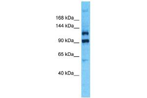 Western Blotting (WB) image for anti-Pleckstrin Homology Domain Containing, Family G (With RhoGef Domain) Member 4B (PLEKHG4B) (C-Term) antibody (ABIN2791858) (PLEKHG4B antibody  (C-Term))