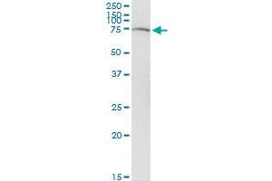 SLC22A12 monoclonal antibody (M02), clone 2B5.