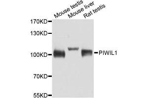 Western blot analysis of extracts of various cell lines, using PIWIL1 antibody. (PIWIL1 antibody)