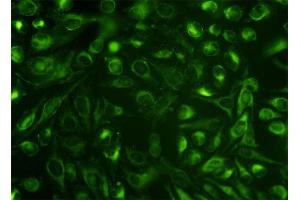Immunofluorescence of monoclonal antibody to NUCB1 on HeLa cell. (Nucleobindin 1 antibody  (AA 28-461))