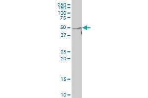 KCNG3 polyclonal antibody (A01). (KCNG3 antibody  (AA 23-121))