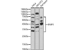 BNIP3 antibody  (AA 1-164)