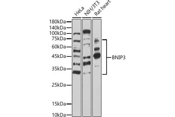 BNIP3 抗体  (AA 1-164)