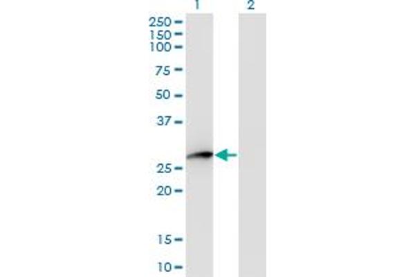 HPGD antibody  (AA 1-266)