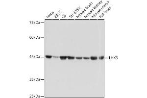 Western blot analysis of extracts of various cell lines, using LHX3 Rabbit mAb (ABIN7268262) at 1:1000 dilution. (LHX3 antibody)