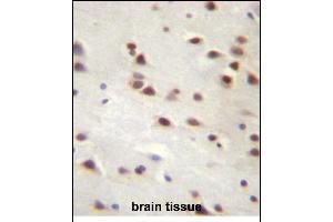 ANKRD6 Antibody (Center) (ABIN656957 and ABIN2846142) immunohistochemistry analysis in formalin fixed and paraffin embedded human brain tissue followed by peroxidase conjugation of the secondary antibody and DAB staining. (ANKRD6 antibody  (AA 314-343))