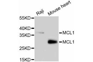 Western blot analysis of extracts of various cell lines, using MCL1 antibody (ABIN5997051). (MCL-1 antibody)