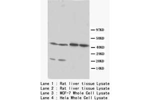 Western blot with LXRα Polyclonal Antibody (NR1H3 antibody  (C-Term))