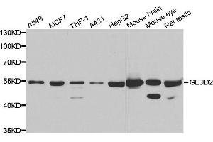 Western blot analysis of extracts of various cell lines, using GLUD2 antibody.