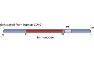 Image no. 3 for anti-CD40 (CD40) (AA 71-187) antibody (ABIN968495) (CD40 antibody  (AA 71-187))