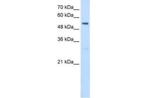 Western Blotting (WB) image for anti-serine Hydroxymethyltransferase 2 (Mitochondrial) (SHMT2) antibody (ABIN2462945) (SHMT2 antibody)
