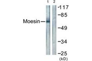 Western blot analysis of extracts from NIH-3T3 cells, using Moesin/Ezrin/Radixin (Ab-558) Antibody. (Moesin/ezrin/radixin (AA 524-573) antibody)