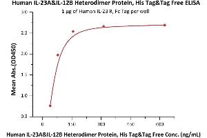 Immobilized Human IL-23 R, Fc Tag (ABIN6731281,ABIN6809891) at 10 μg/mL (100 μL/well) can bind Human IL-23A&IL-12B Heterodimer Protein, His Tag&Tag Free (ABIN4949114,ABIN4949115) with a linear range of 20-78 ng/mL (Routinely tested).