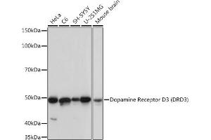 Western blot analysis of extracts of various cell lines, using Dopamine Receptor D3 (DRD3) (DRD3) Rabbit mAb (ABIN7266834) at 1:1000 dilution. (DRD3 antibody)