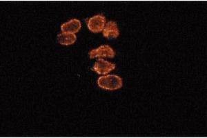 Immunofluorescence staining of SKN cells (human neuroblastoma). (Cyclin B1 antibody  (AA 14-168))