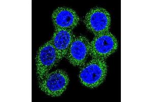 Confocal immunofluorescent analysis of ABCG1 Antibody (N-term) (ABIN390432 and ABIN2840817) with 293 cell followed by Alexa Fluor 488-conjugated goat anti-rabbit lgG (green). (ABCG1 antibody  (N-Term))