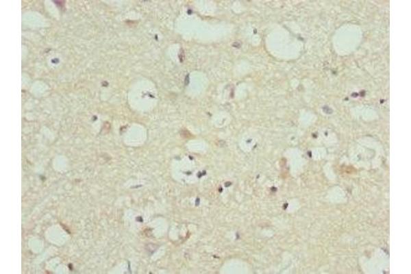 FAIM2 antibody  (AA 1-105)