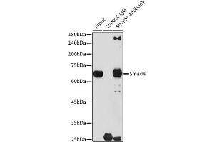 Immunoprecipitation (IP) image for anti-SMAD Family Member 4 (SMAD4) antibody (ABIN7270340)