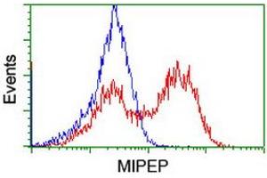 Image no. 2 for anti-Mitochondrial Intermediate Peptidase (MIPEP) (AA 174-516) antibody (ABIN1491017) (MIPEP antibody  (AA 174-516))