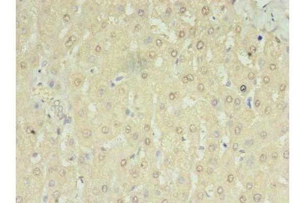 RNMTL1 antibody  (AA 41-205)