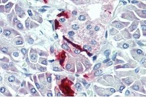 IHC-P analysis of Human Pancreas Tissue. (PPY antibody  (AA 31-97))