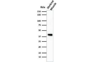 Western Blot Analysis of Skeletal muscle tissue lysate using Muscle Specific Actin Mouse Monoclonal Antibody (HHF35). (ACTA1/ACTA2A/ACTG2 antibody)