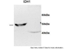 Sample type: 1. (IDH1 antibody  (C-Term))