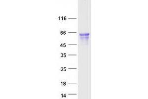 Western Blotting (WB) image for G Protein-Coupled Receptor 141 (GPR141) protein (Myc-DYKDDDDK Tag) (ABIN2721504)