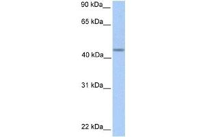 Western Blotting (WB) image for anti-Patatin-Like phospholipase Domain Containing 5 (PNPLA5) antibody (ABIN2459253) (PNPLA5 antibody)