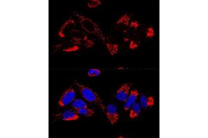 Confocal immunofluorescence analysis of U2OS cells using UQCR10 Polyclonal Antibody (ABIN6132851, ABIN6149956, ABIN6149958 and ABIN6216272) at dilution of 1:100. (UQCR10 antibody  (AA 1-63))