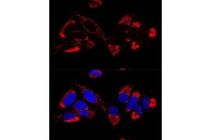Confocal immunofluorescence analysis of U2OS cells using UQCR10 Polyclonal Antibody (ABIN6132851, ABIN6149956, ABIN6149958 and ABIN6216272) at dilution of 1:100. (UQCR10 antibody  (AA 1-63))