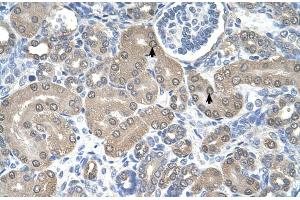 Human kidney (SSR1 antibody  (N-Term))