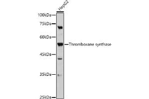 Western blot analysis of extracts of HepG2 cells, using Thromboxane synthase antibody (ABIN6132172, ABIN6148915, ABIN6148917 and ABIN6219149) at 1:500 dilution. (TBXAS1 antibody  (AA 355-534))