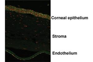 Immunofluorescent staining of human corneal endothelium with OVOL2 polyclonal antibody . (OVOL2 antibody  (AA 2-51))