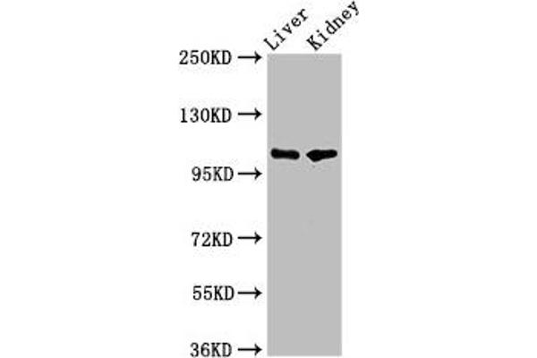 PEAR1 anticorps  (AA 932-1037)