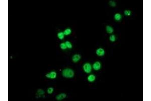 Anti-HES1 mouse monoclonal antibody (ABIN2455356) immunofluorescent staining of COS7 cells transiently transfected by pCMV6-ENTRY HES1 (RC211709). (HES1 antibody)