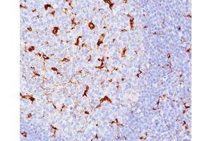 IHC testing of human tonsil (10X) stained with CD68 antibody cocktail (KP1 + C68/684). (CD68 antibody)