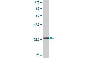 Western Blot detection against Immunogen (34. (Claudin 16 antibody  (AA 1-73))