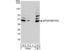 Western Blotting (WB) image for anti-eIF4AIII/EIF4A3 (AA 125-175) antibody (ABIN7453697) (eIF4AIII/EIF4A3 (AA 125-175) antibody)