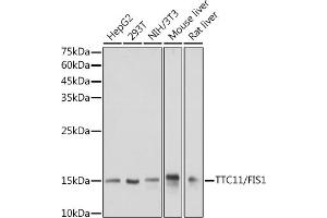 Western blot analysis of extracts of various cell lines, using TTC11/FIS1 antibody (ABIN7267209) at 1:1000 dilution. (Fission 1 antibody)