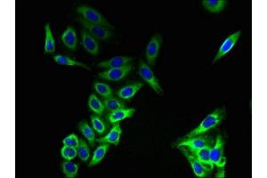 Immunofluorescent analysis of HepG2 cells using ABIN7147817 at dilution of 1:100 and Alexa Fluor 488-congugated AffiniPure Goat Anti-Rabbit IgG(H+L) (CMTM8 antibody  (AA 1-39))