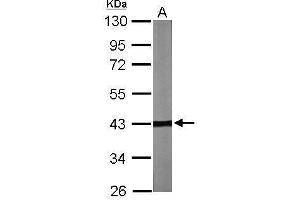 WB Image Sample (30 ug of whole cell lysate) A: NIH-3T3 10% SDS PAGE antibody diluted at 1:2000 (TBCC antibody)