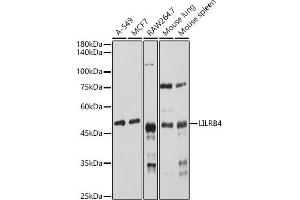 Western blot analysis of extracts of various cell lines, using LILRB4 antibody (ABIN6131872, ABIN6143221, ABIN6143222 and ABIN6222869) at 1:1000 dilution. (LILRB4 antibody  (AA 22-259))