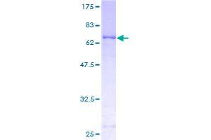 Image no. 1 for Pyruvate Dehydrogenase Kinase, Isozyme 2 (PDK2) (AA 1-407) protein (GST tag) (ABIN1314549) (PDK2 Protein (AA 1-407) (GST tag))