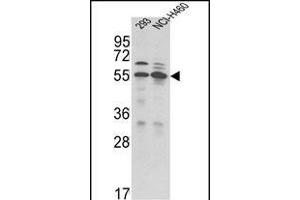 Western blot analysis of TRSS2 Antibody (N-term) (ABIN391563 and ABIN2841502) in 293, NCI- cell line lysates (35 μg/lane).