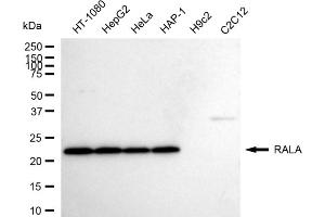 Western blotting analysis using RALA antibody (ABIN7800146).